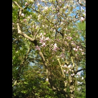 Magnolia x Soulangeana cv Lennel (fam Magnoliacees) (1)